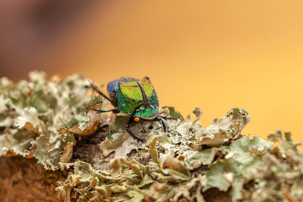 USA-Texas-Hidalgo County Rainbow scarab beetle close-up art print by Jaynes Gallery for $57.95 CAD